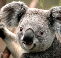 Potoroo Palace - Tourism Search