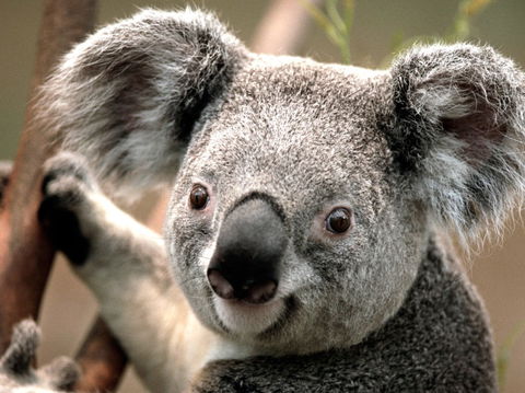 Potoroo Palace - Tourism Search 0