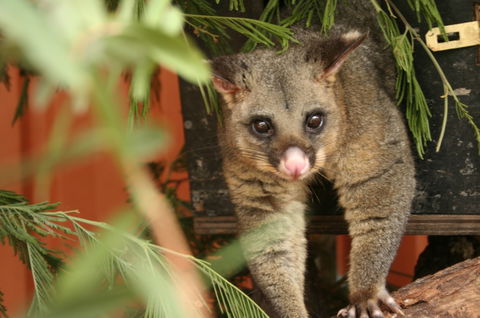 Potoroo Palace - Tourism Search 3
