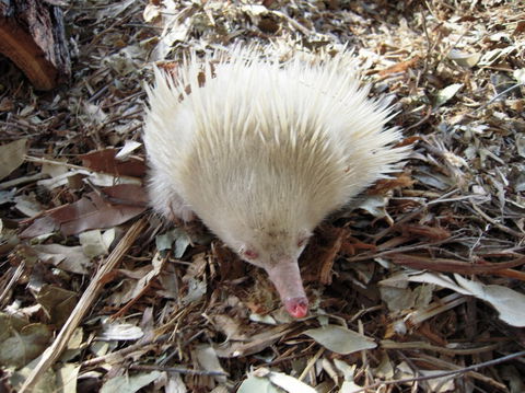 Potoroo Palace - Tourism Search 4