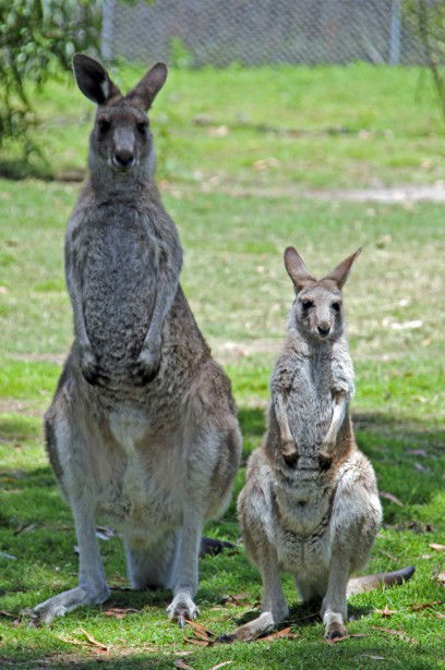 Potoroo Palace - Tourism Search 5