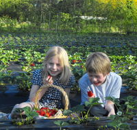 Blue Hills Berries  Cherries - Tourism Search