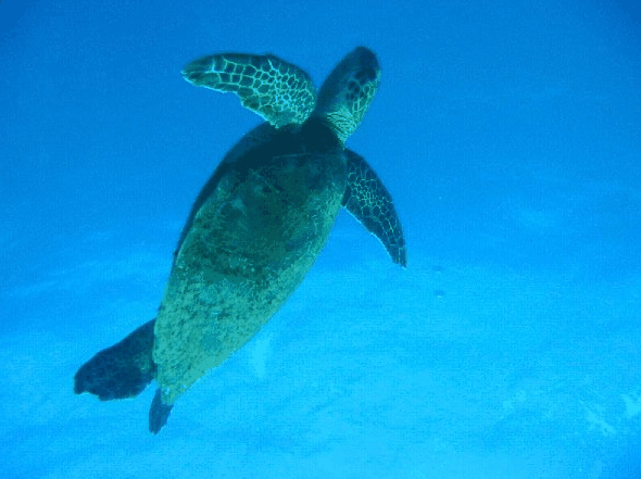 Big Cat Reality - Tourism Search