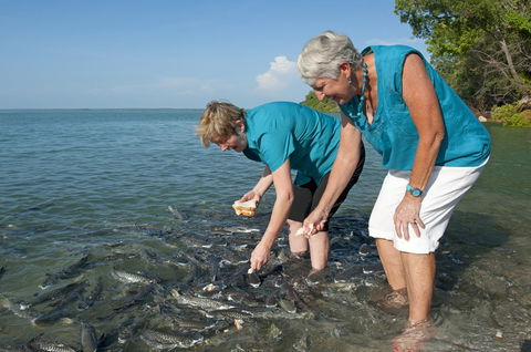 Aquascene Fish Feeding Sanctuary - Tourism Search 0