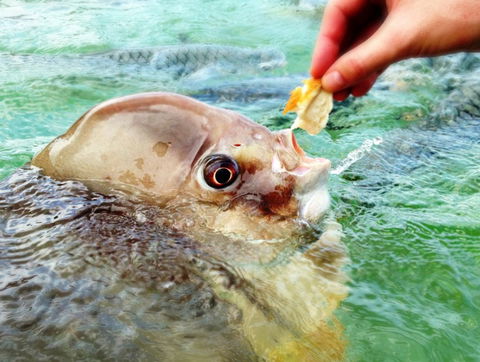Aquascene Fish Feeding Sanctuary - Tourism Search 1