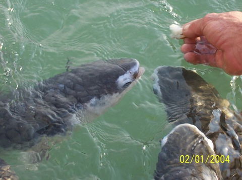 Aquascene Fish Feeding Sanctuary - Tourism Search 2