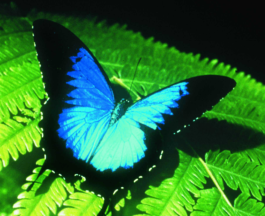 Australian Butterfly Sanctuary - Tourism Search