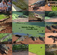 The Malcolm Douglas Crocodile Park - Tourism Search