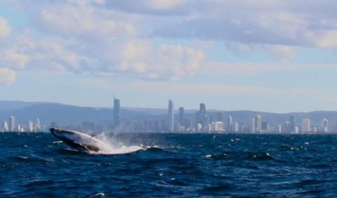 Australian Whale Watching - Tourism Search 1