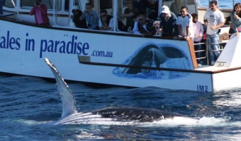 Australian Whale Watching - Tourism Search 5
