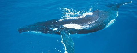 Australian Whale Watching - Tourism Search 6