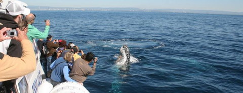 Australian Whale Watching - Tourism Search 7