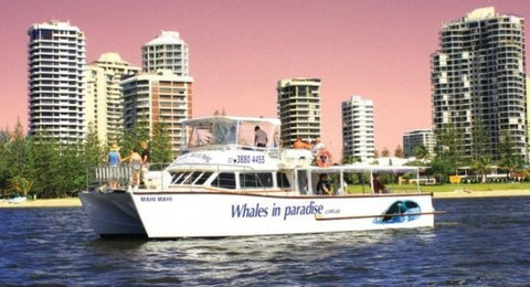 Australian Whale Watching - Tourism Search 8
