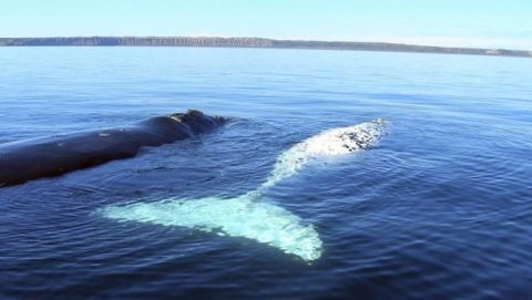 Australian Whale Watching - Tourism Search 9