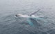 Australian Whale Watching - thumb 10