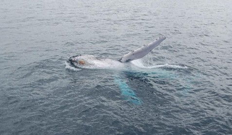 Australian Whale Watching - Tourism Search 10