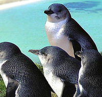 Rockingham Wild Encounters - Tourism Search