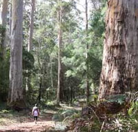Warren River Loop Walk - Tourism Search