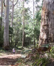 Warren River Loop Walk - Tourism Search 0