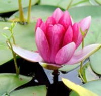 The Lotus Day Spa and Retreat - Tourism Search