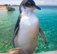 Penguin Island - Tourism Search