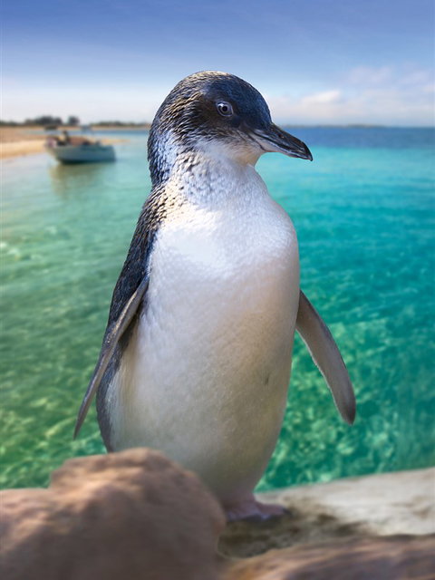 Penguin Island - Tourism Search 0