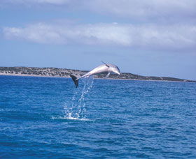 Steep Point - Tourism Search 0