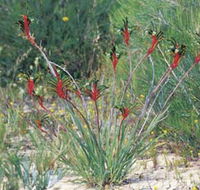 Kalbarri Wildflower Centre - Tourism Search