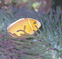 Rowley Shoals - Tourism Search