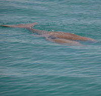 Dugongs - Tourism Search