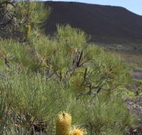 Lesueur Walk Trail Mount Lesueur - Tourism Search