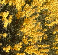 Dalwallinu Remnant Bushland - Tourism Search