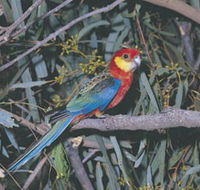 King River - Tourism Search