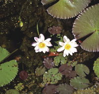 Parry Lagoons Nature Reserve - Tourism Search