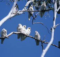 Carawine Gorge - Tourism Search