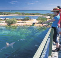 Shark Bay Marine Park - Tourism Search