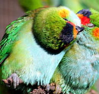 Rainbow Jungle - The Australian Parrot Breeding Centre - Tourism Search