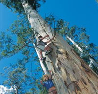 Dave Evans Bicentennial Tree - Tourism Search