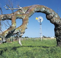Greenough Leaning Trees - Tourism Search