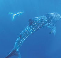 Ningaloo Marine Park - Tourism Search