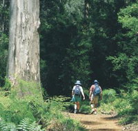 Gloucester Tree - Tourism Search