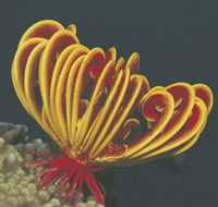 Lighthouse Bay - Tourism Search