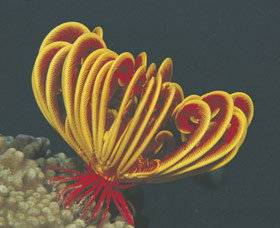 Lighthouse Bay - Tourism Search 0