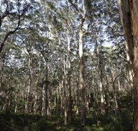 Boranup Karri Forest - Tourism Search