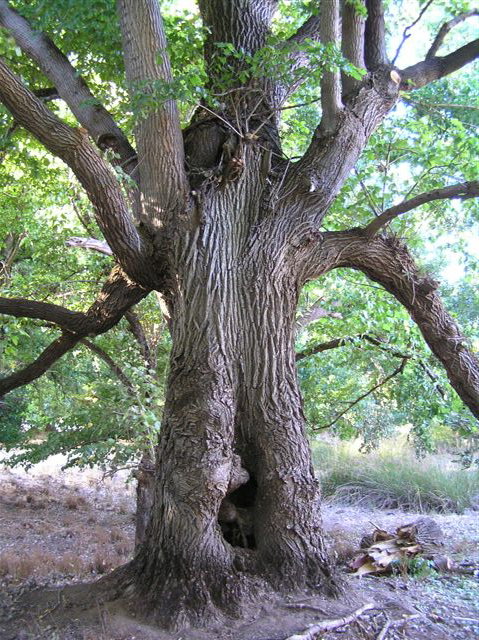 Golden Valley Tree Park - Tourism Search 2