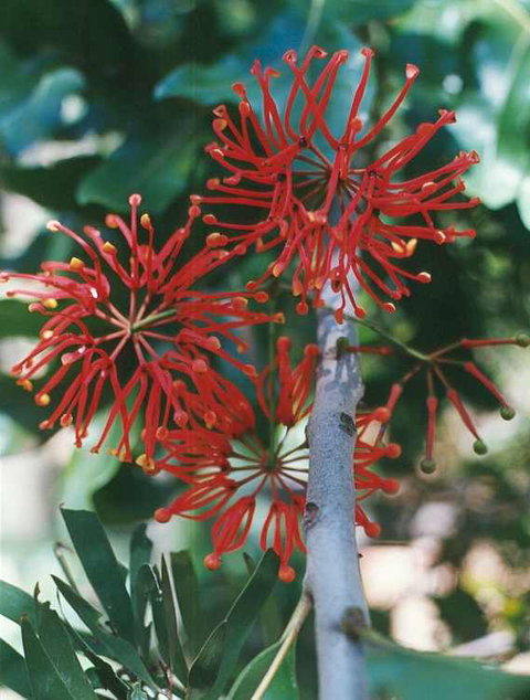 Golden Valley Tree Park - Tourism Search 4