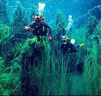 Ewens Ponds Conservation Park - Tourism Search