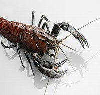 Andermel Marron - Tourism Search