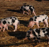 Will's Rare Breeds Farm - Tourism Search