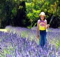 Brayfield Park Lavender Farm - Tourism Search